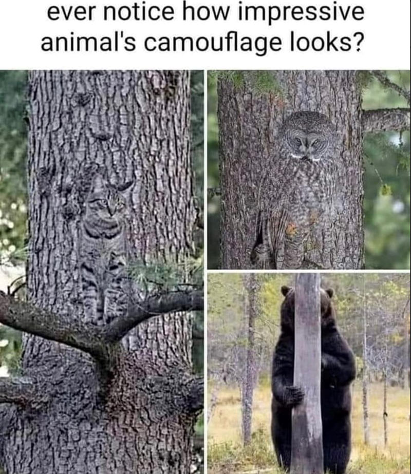 ever notice how impressive animal's camouflage looks?