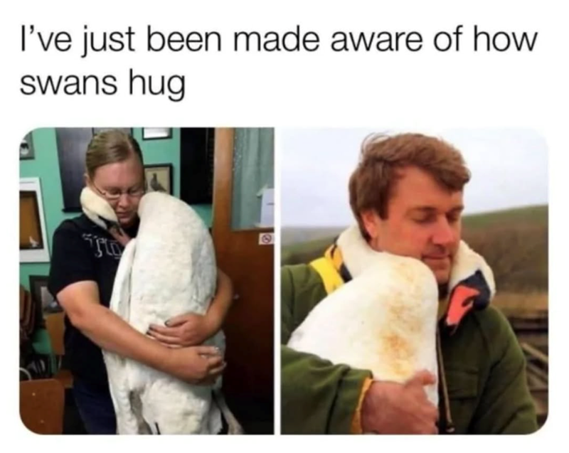 I've just been made aware of how swans hug ང་ལ་