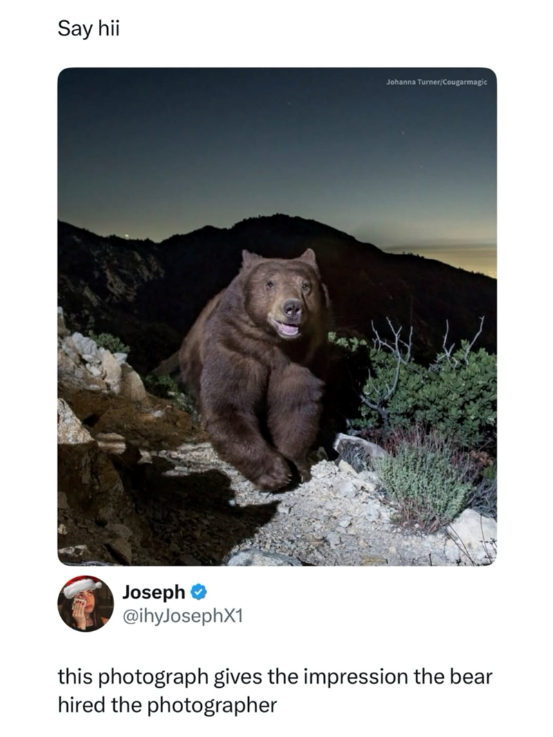 Say hii Johanna Turner/Cougarmagic Joseph @ihyJosephX1 this photograph gives the impression the bear hired the photographer