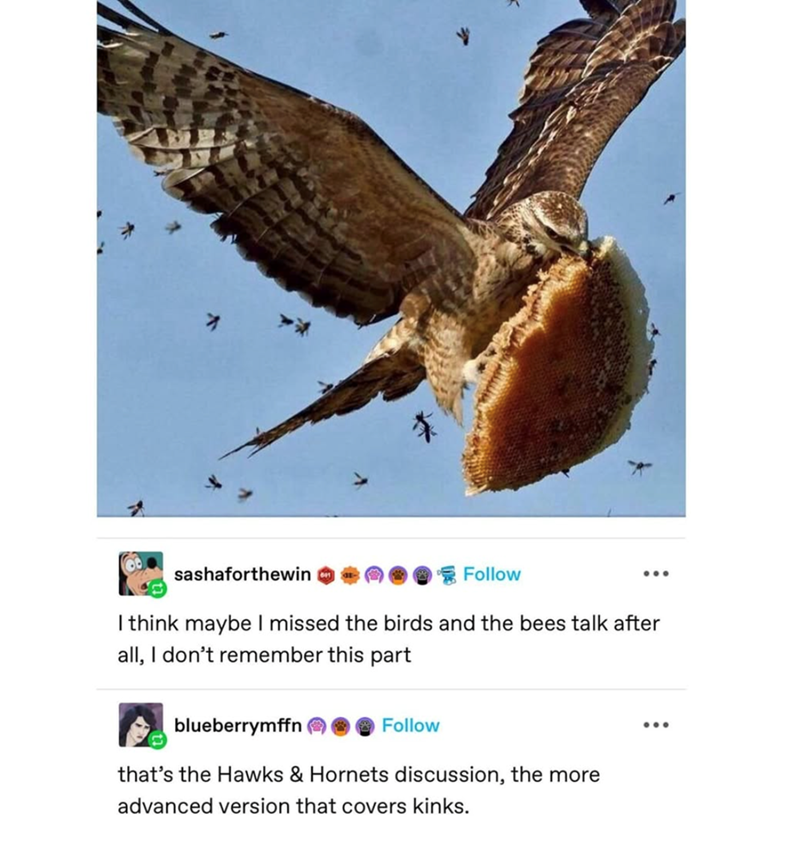 sashaforthewin Follow I think maybe I missed the birds and the bees talk after all, I don't remember this part blueberrymffn Follow that's the Hawks & Hornets discussion, the more advanced version that covers kinks.