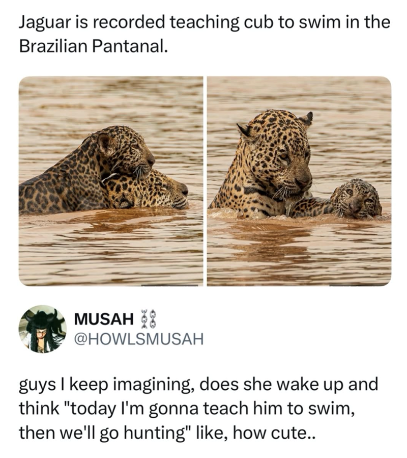 Jaguar is recorded teaching cub to swim in the Brazilian Pantanal. MUSAH @HOWLSMUSAH guys I keep imagining, does she wake up and think "today I'm gonna teach him to swim, then we'll go hunting" like, how cute..