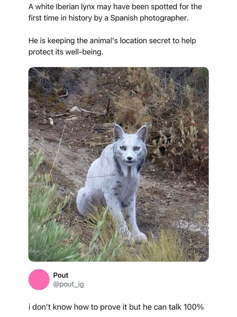 A white Iberian lynx may have been spotted for the first time in history by a Spanish photographer. He is keeping the animal's location secret to help protect its well-being. Pout @pout_ig i don't know how to prove it but he can talk 100%