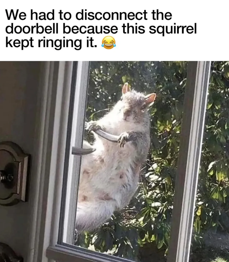 We had to disconnect the doorbell because this squirrel kept ringing it.