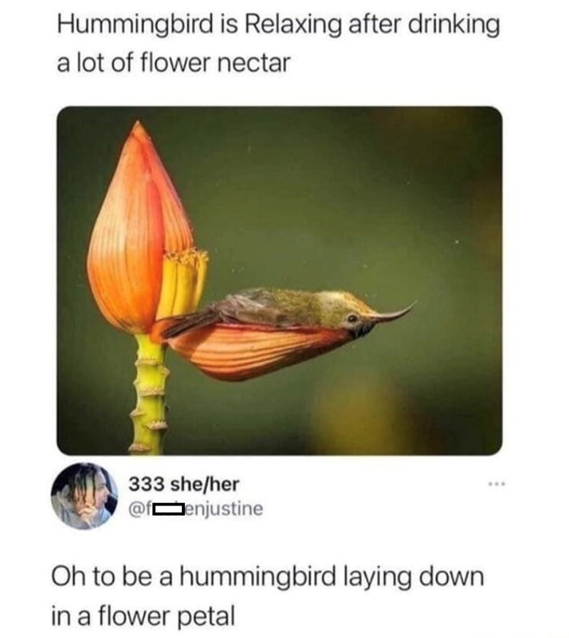 Hummingbird is Relaxing after drinking a lot of flower nectar 333 she/her @fenjustine Oh to be a hummingbird laying down in a flower petal