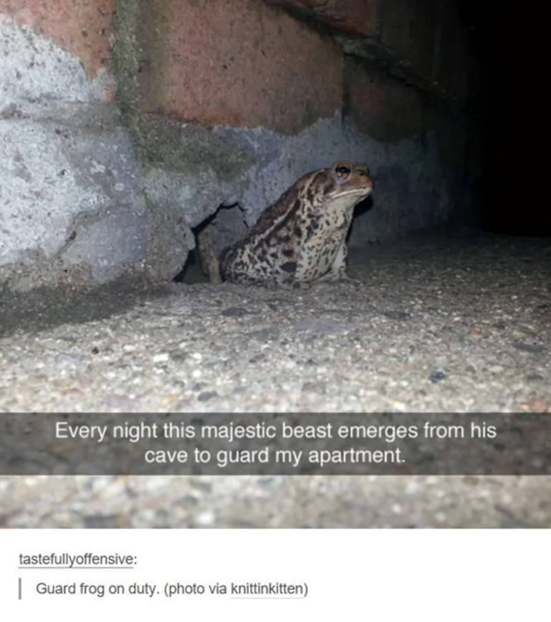 Every night this majestic beast emerges from his cave to guard my apartment. tastefullyoffensive: | Guard frog on duty. (photo via knittinkitten)