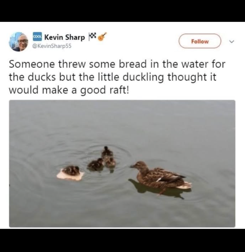 COOL Kevin Sharp @KevinSharp55 Follow Someone threw some bread in the water for the ducks but the little duckling thought it would make a good raft!