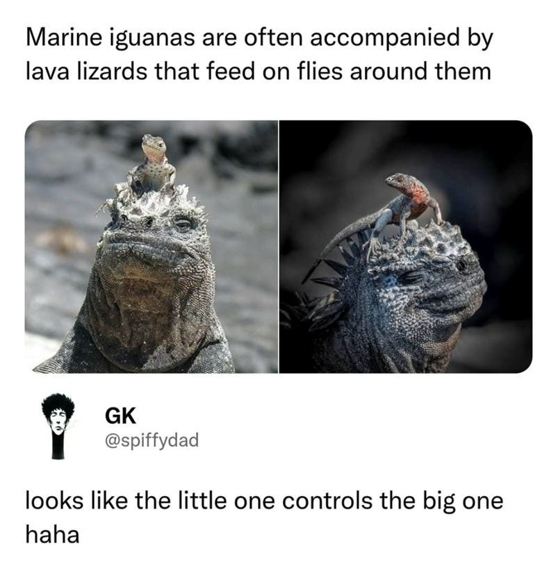 Marine iguanas are often accompanied by lava lizards that feed on flies around them GK @spiffydad looks like the little one controls the big one haha
