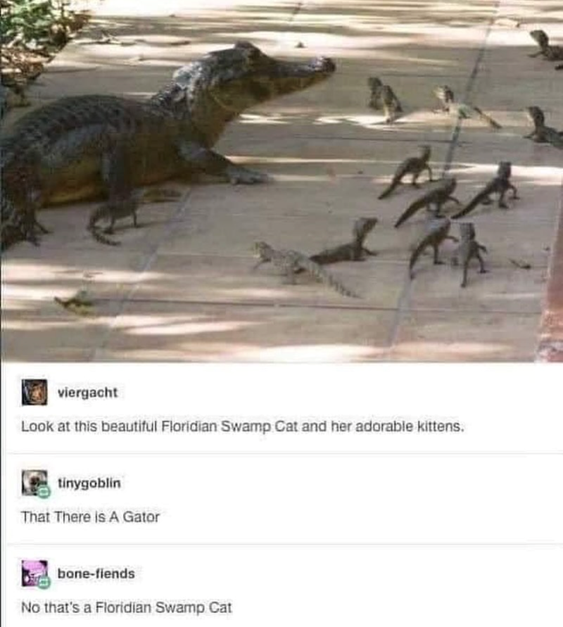 viergacht Look at this beautiful Floridian Swamp Cat and her adorable kittens. tinygoblin That There is A Gator bone-fiends No that's a Floridian Swamp Cat