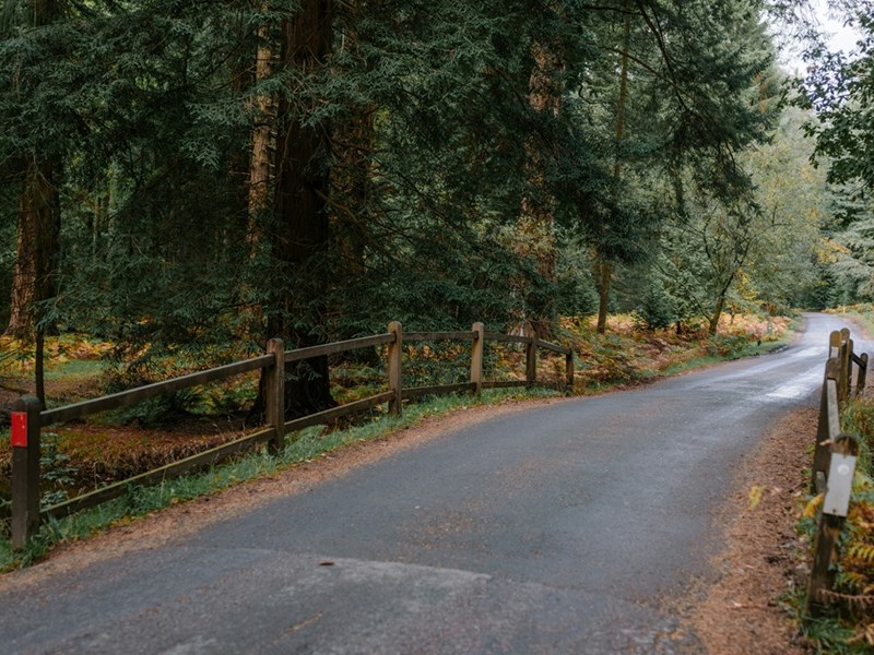 A concrete bridge surrounded by forest bright green trees.