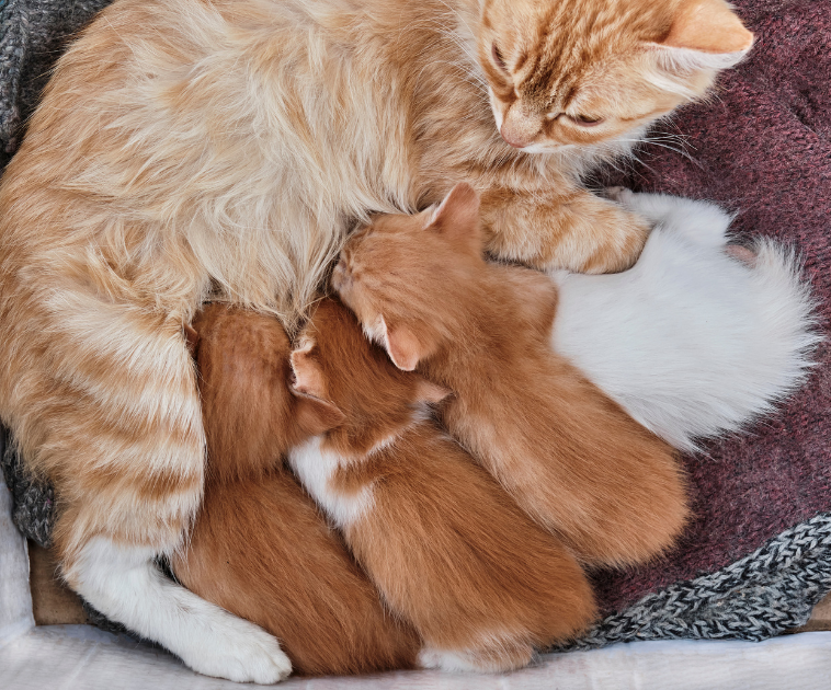 Kittens are nursing from their mother, all of them are on a blanket.