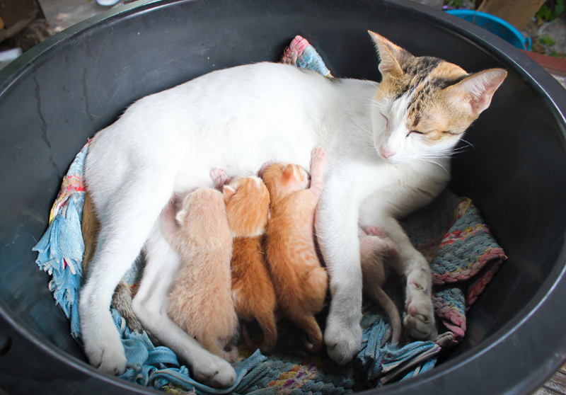 Mother cat is nursing three kittens. They all lay inside a round container lined with colorful blankets.