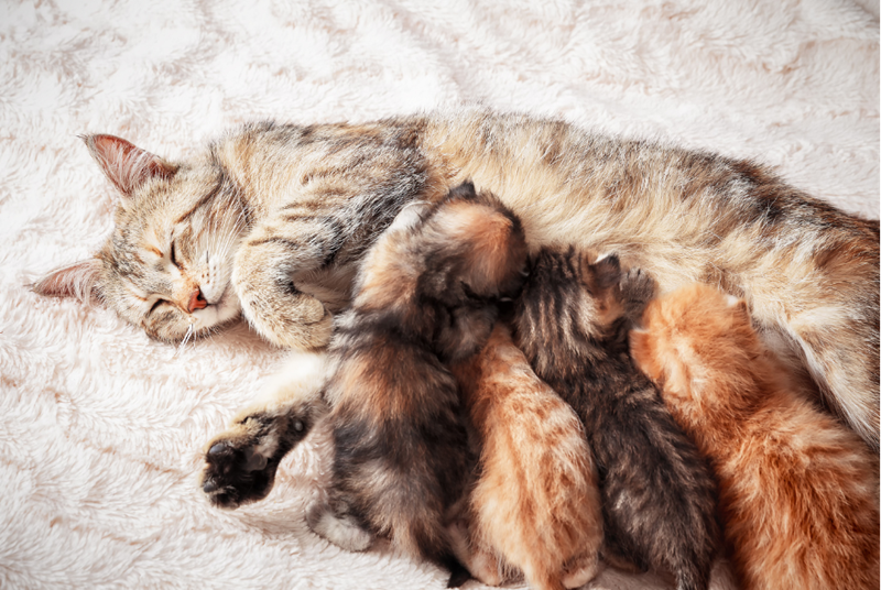 Mother cat is nursing her kittens while lying comfortably on a fluffy blanket.