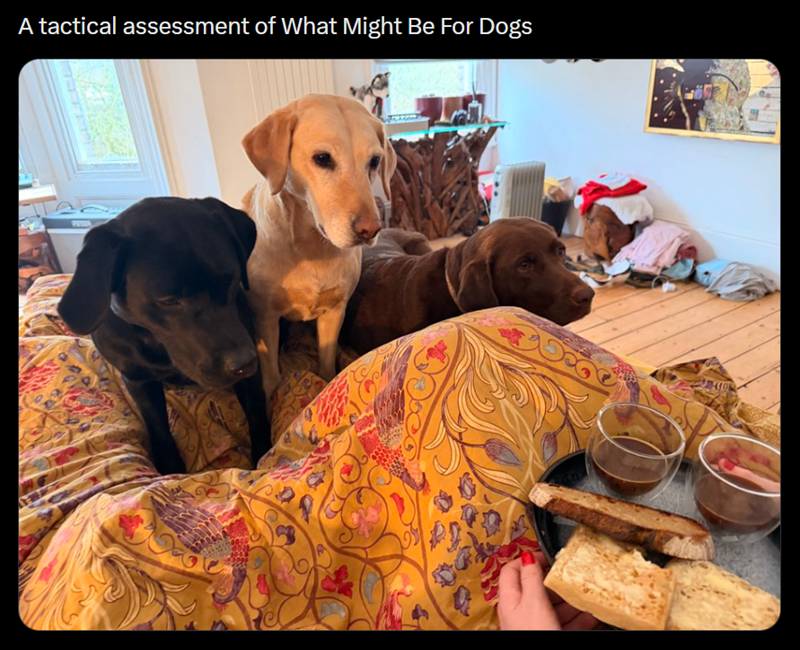 A tactical assessment of What Might Be For Dogs