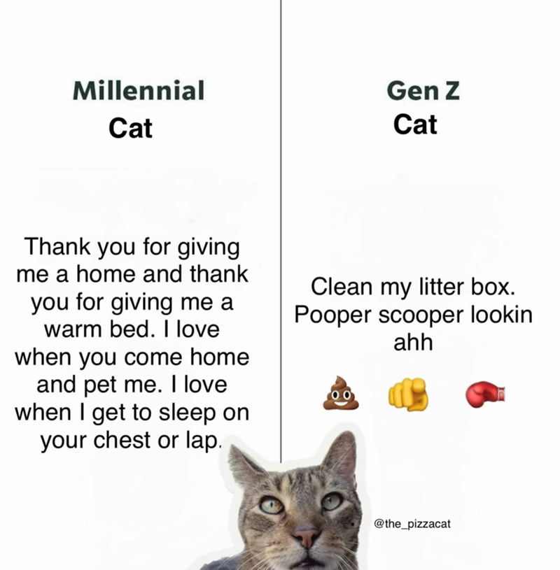 Millennial Cat Gen Z Cat Thank you for giving me a home and thank you for giving me a warm bed. I love when you come home and pet me. I love when I get to sleep on your chest or lap. Clean my litter box. Pooper scooper lookin 00 ahh @the_pizzacat