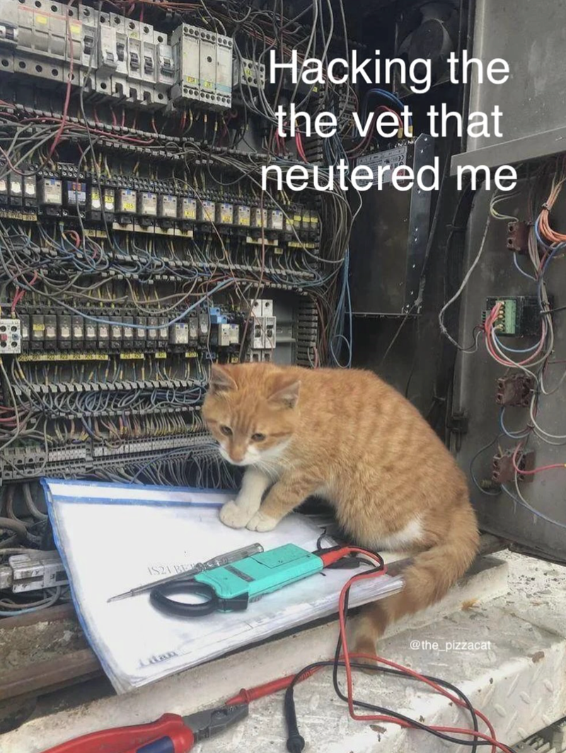 3503 IS21 BE Hacking the the vet that neutered me @the_pizzacat