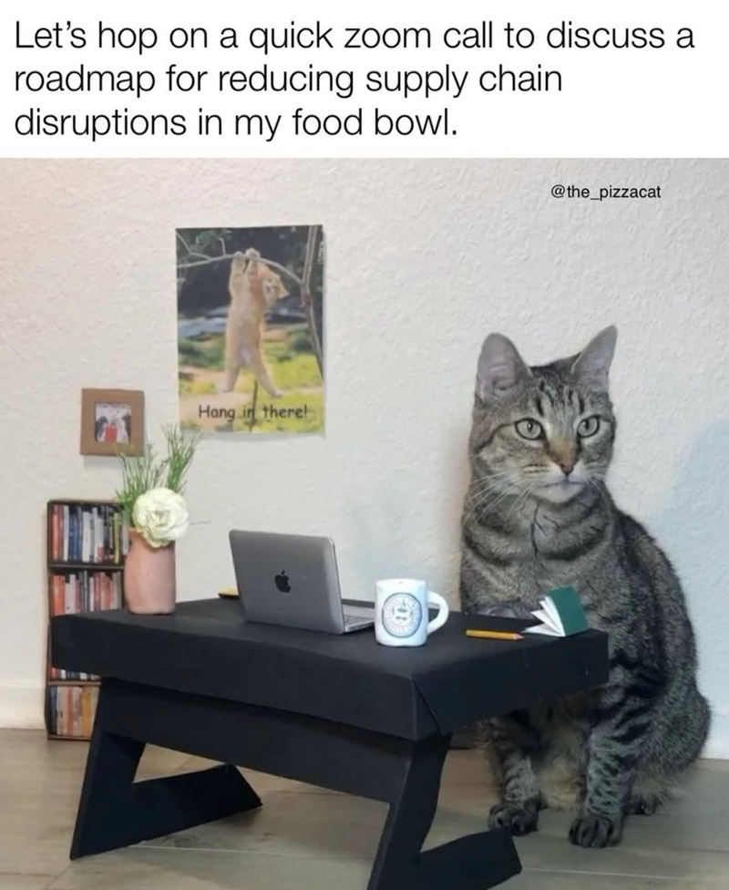 Let's hop on a quick zoom call to discuss a roadmap for reducing supply chain disruptions in my food bowl. Hang in there! @the_pizzacat