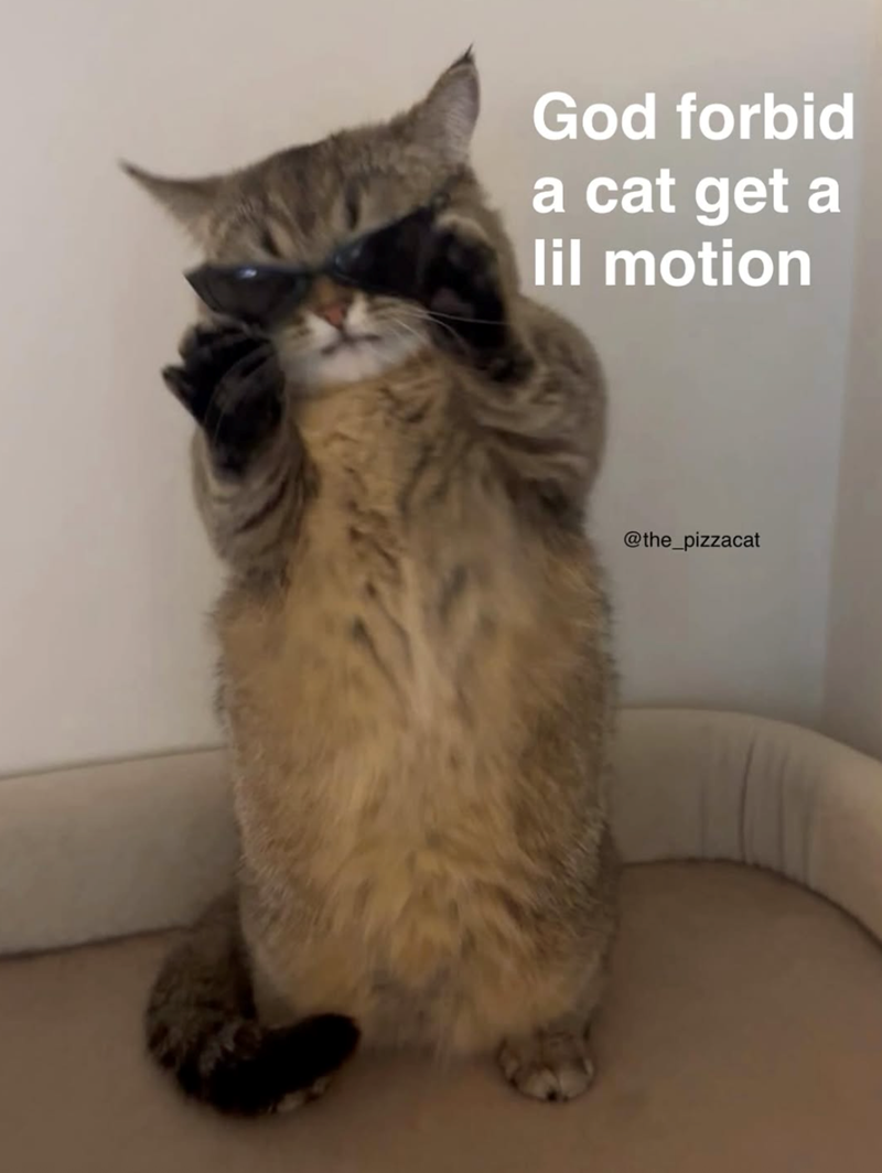 God forbid a cat get a lil motion @the_pizzacat