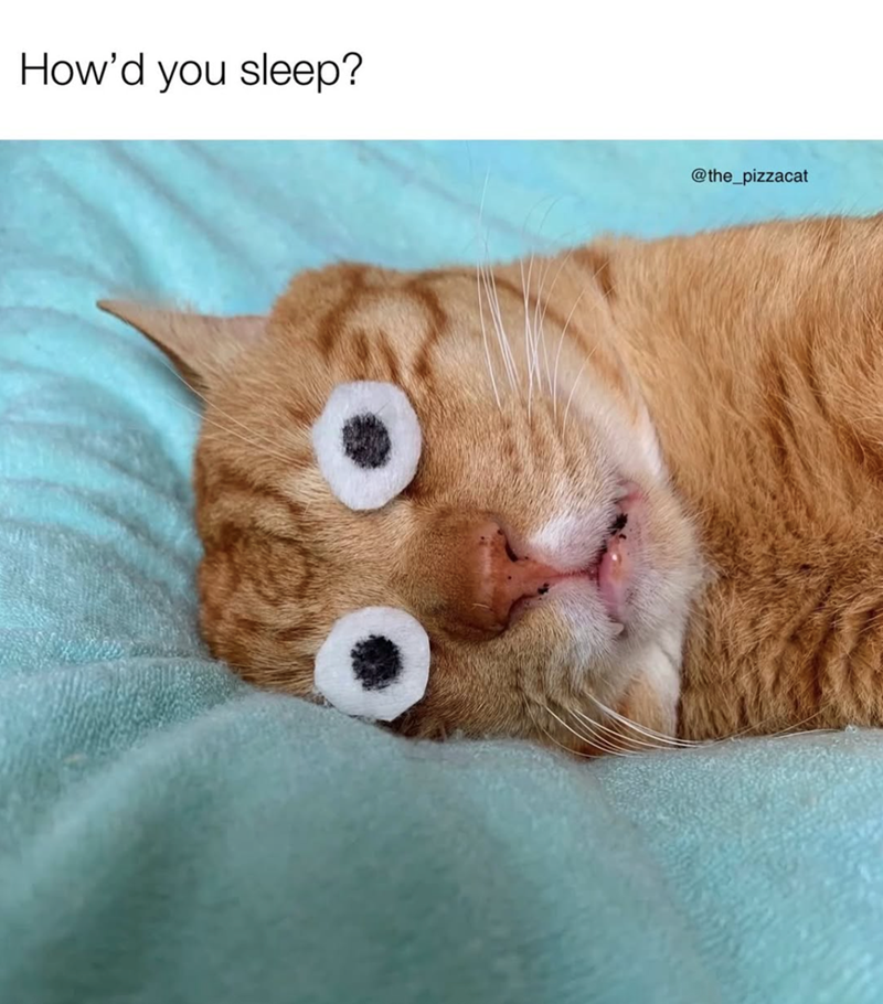 How'd you sleep? @the_pizzacat