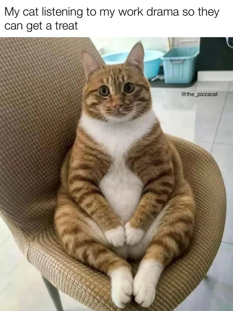 My cat listening to my work drama so they can get a treat @the_pizzacat