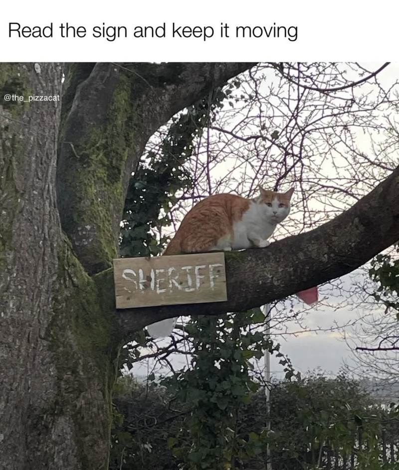 Read the sign and keep it moving @the_pizzacat SHERIFF