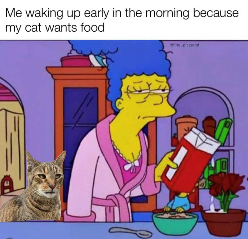 Me waking up early in the morning because my cat wants food @the_pizzacat