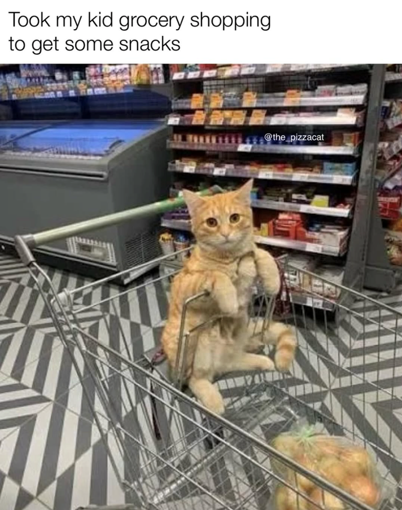 Took my kid grocery shopping. to get some snacks @the_pizzacat