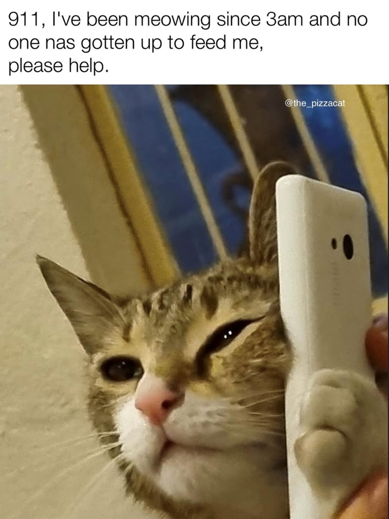 911, I've been meowing since 3am and no one nas gotten up to feed me, please help. @the_pizzacat