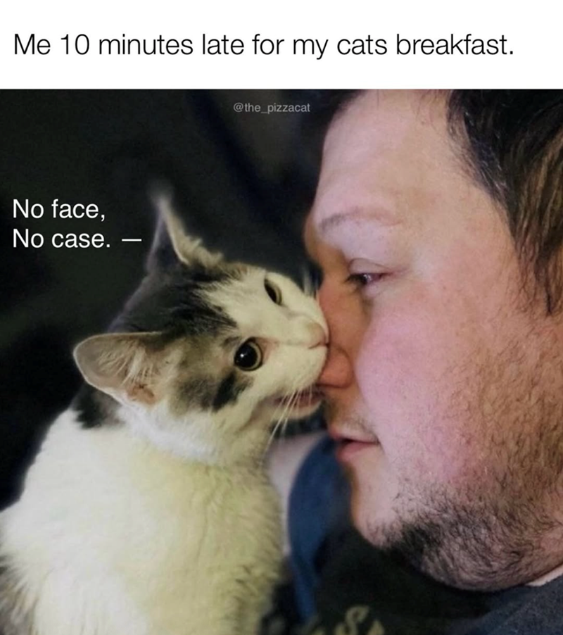 Me 10 minutes late for my cats breakfast. No face, No case. - @the_pizzacat