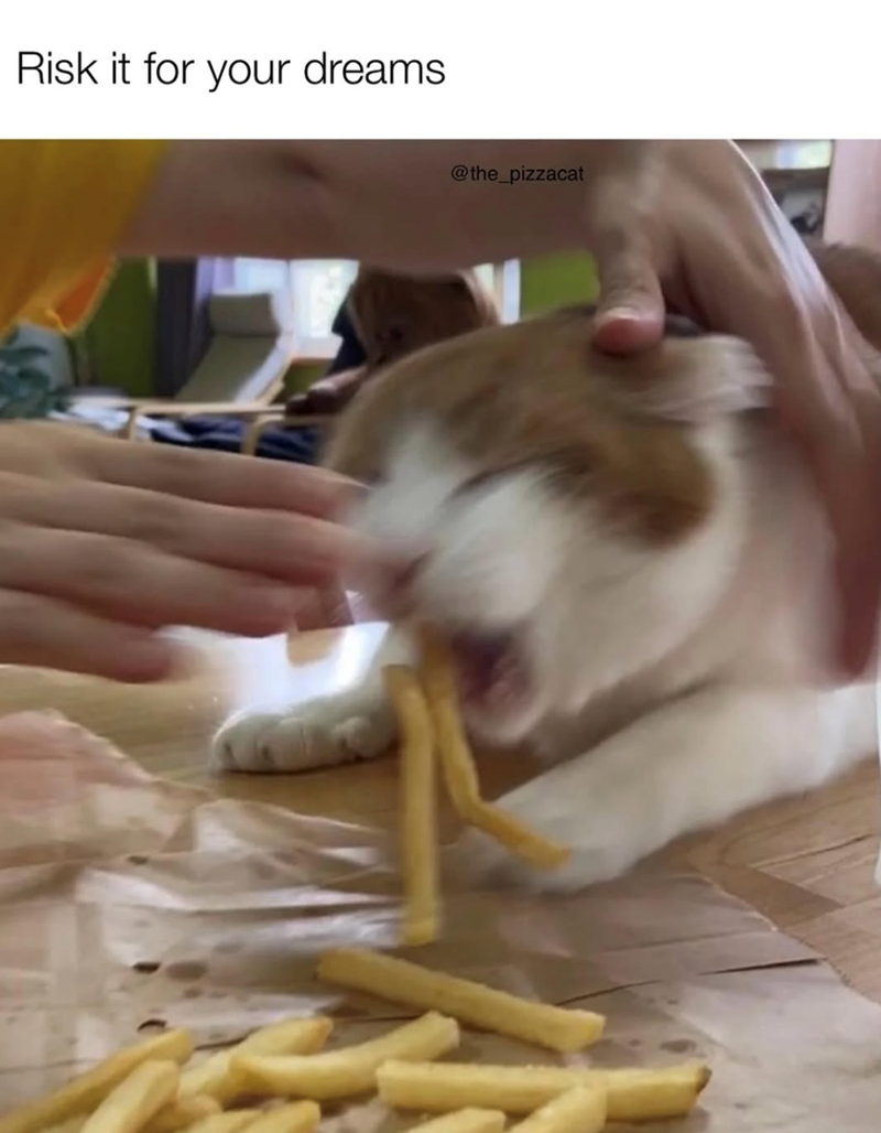 Risk it for your dreams @the_pizzacat