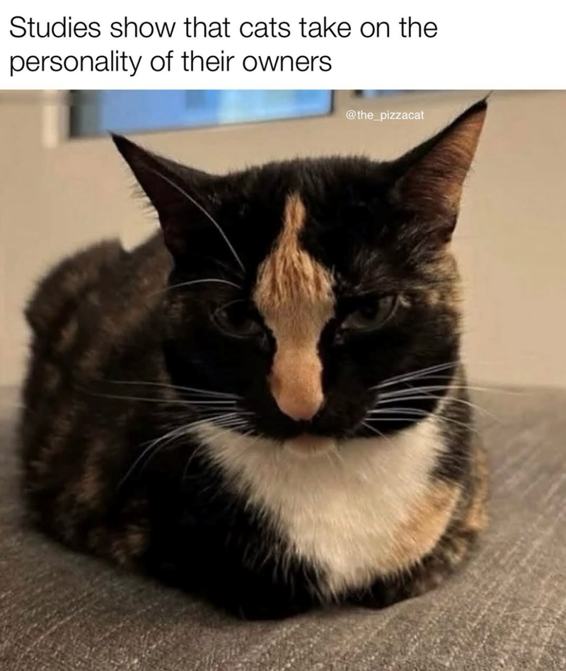 Studies show that cats take on the personality of their owners @the_pizzacat