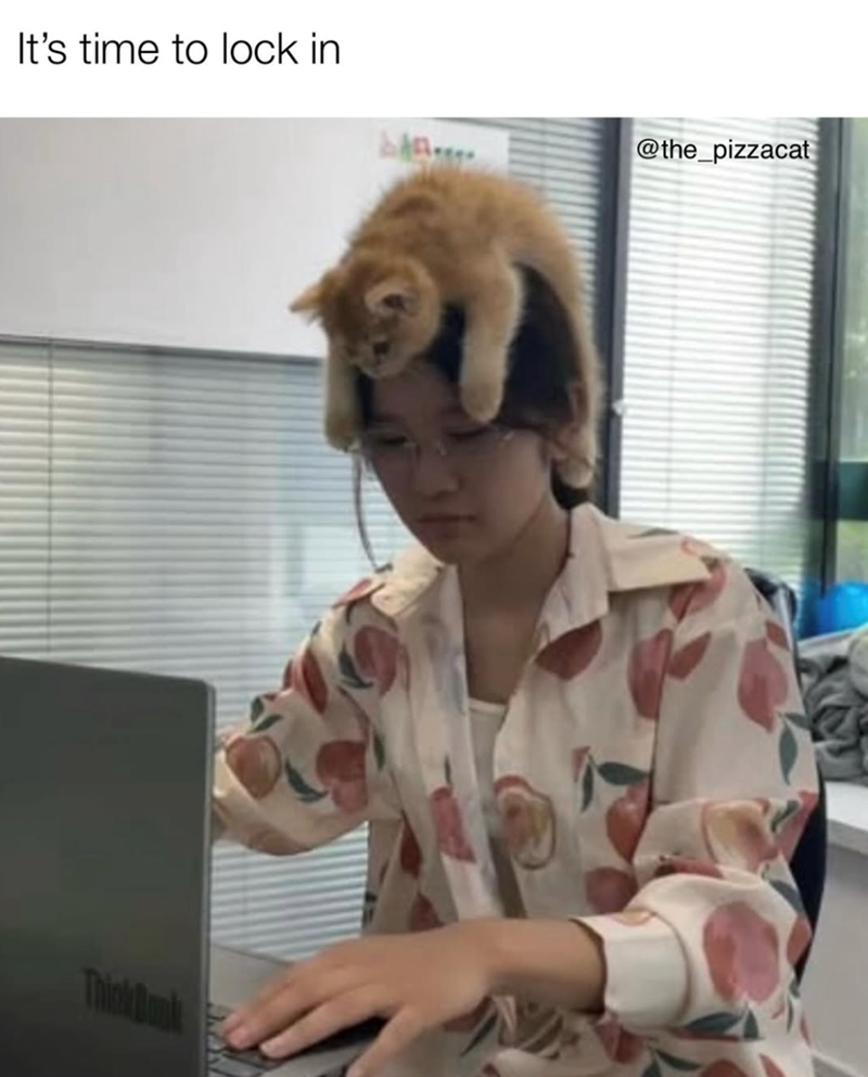It's time to lock in @the_pizzacat ThinkBank