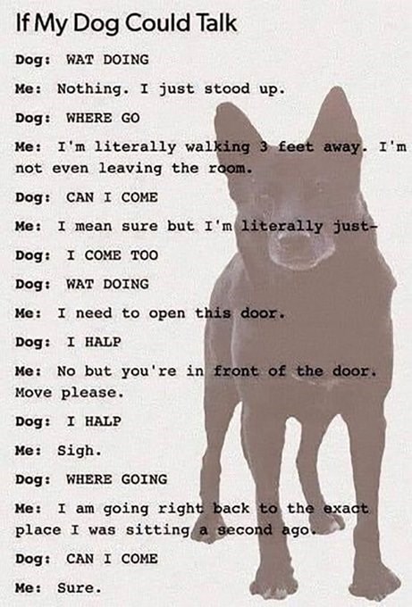 If My Dog Could Talk Dog: WAT DOING Me: Nothing. I just stood up. Dog: WHERE GO Me: I'm literally walking 3 feet away. I'm not even leaving the room. Dog: CAN I COME Me: I mean sure but I'm literally just- Dog: I COME TOO Dog: WAT DOING Me: I need to open this door. Dog: I HALP Me: No but you're in front of the door. Move please. Dog: I HALP Me: Sigh. Dog: WHERE GOING Me: I am going right back to the exact place I was sitting a second ago.. Dog: CAN I COME Me: Sure.