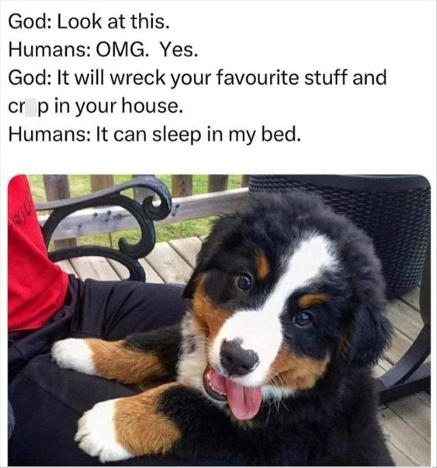 God: Look at this. Humans: OMG. Yes. God: It will wreck your favourite stuff and crop in your house. Humans: It can sleep in my bed.