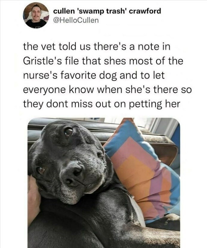 cullen 'swamp trash' crawford @HelloCullen the vet told us there's a note in Gristle's file that shes most of the nurse's favorite dog and to let everyone know when she's there so they dont miss out on petting her