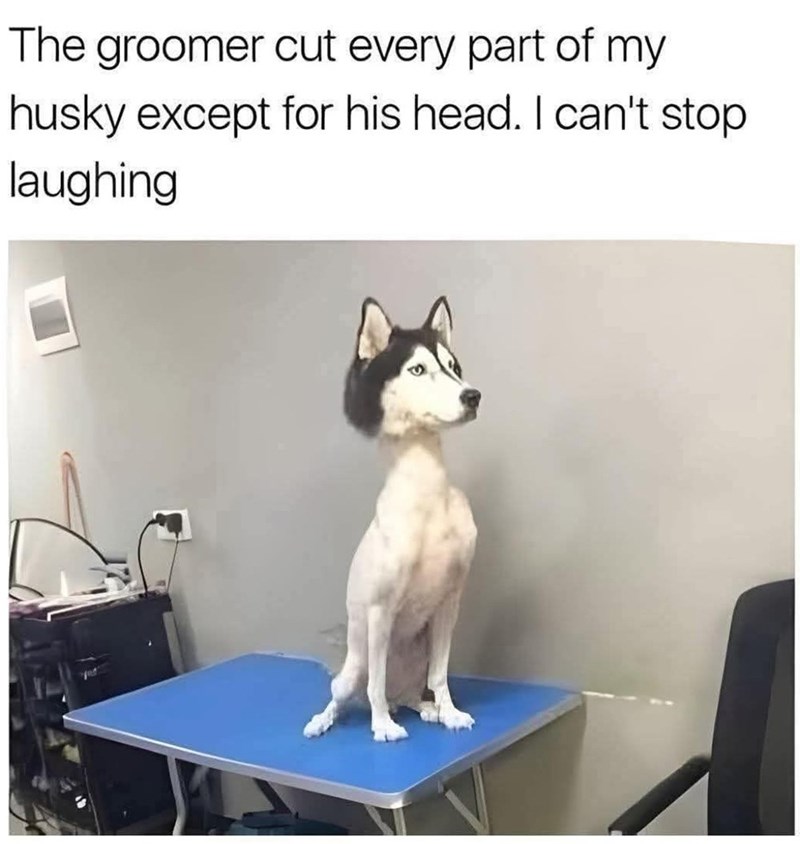 The groomer cut every part of my husky except for his head. I can't stop laughing