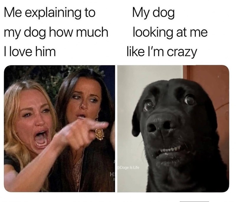 Me explaining to my dog how much I love him My dog looking at me like I'm crazy H @Doge Is Life