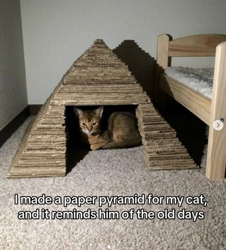 2 I made a paper pyramid for my cat, and it reminds him of the old days >