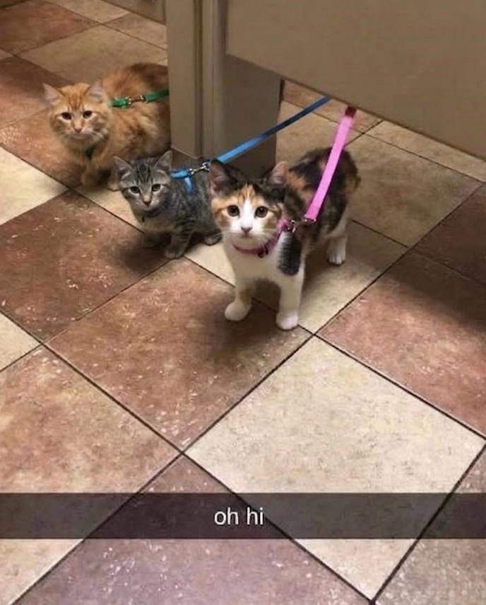 oh hi