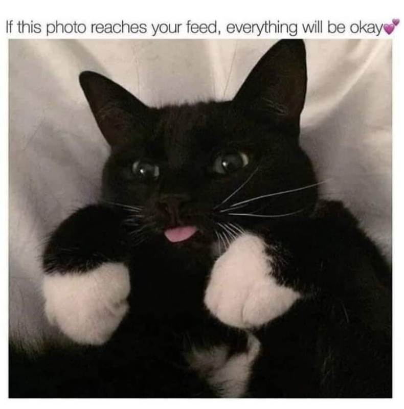 If this photo reaches your feed, everything will be okay