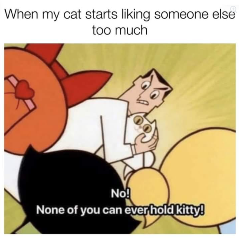 When my cat starts liking someone else too much No! None of you can ever hold kitty!