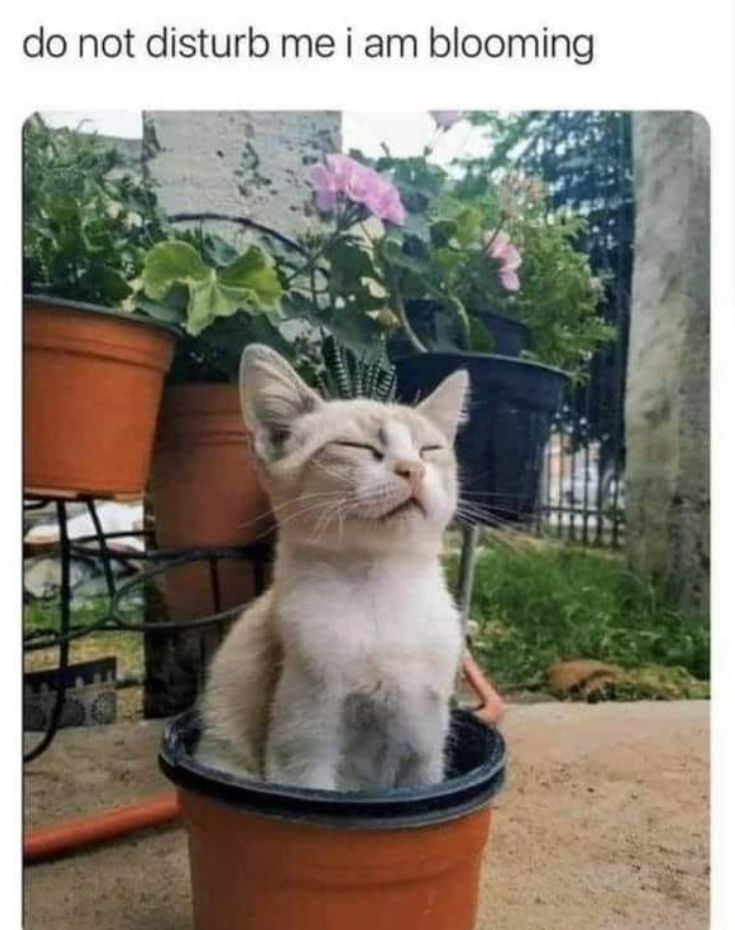 do not disturb me i am blooming