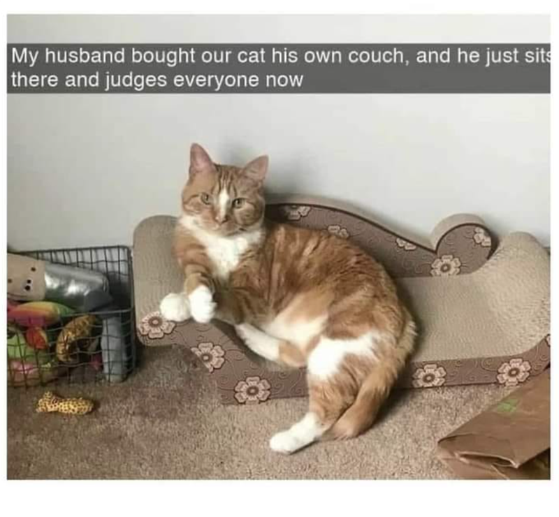 My husband bought our cat his own couch, and he just sits there and judges everyone now