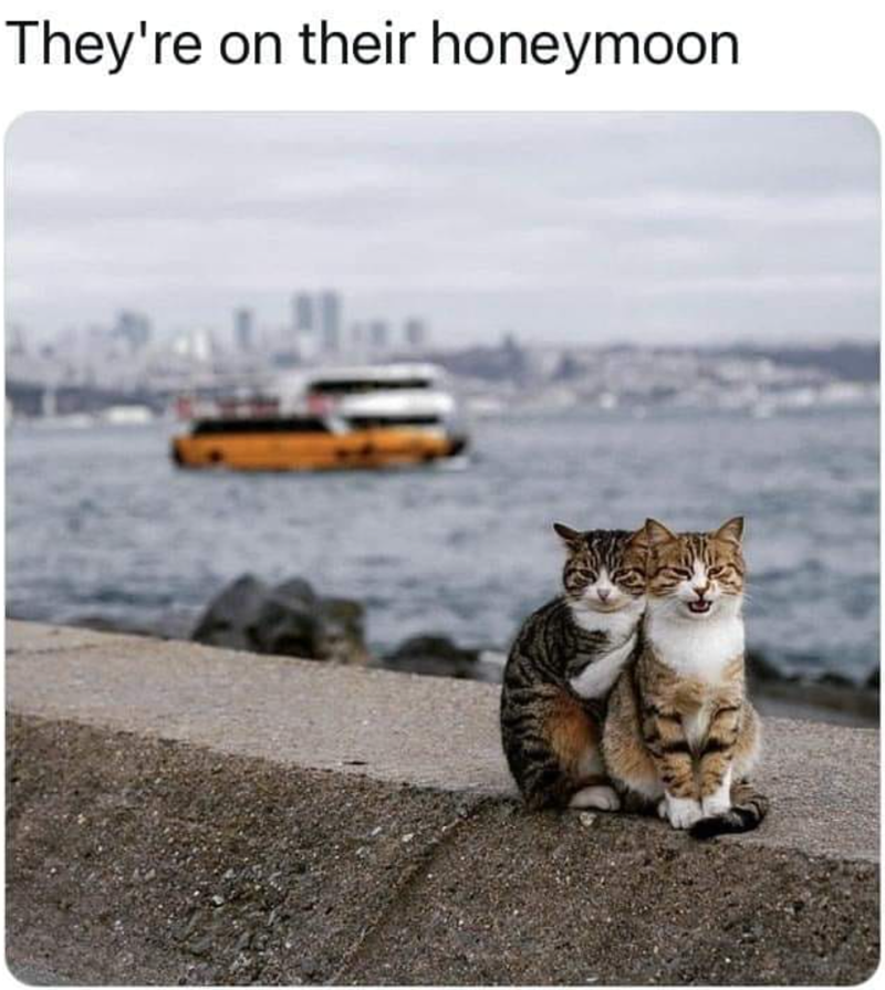 They're on their honeymoon