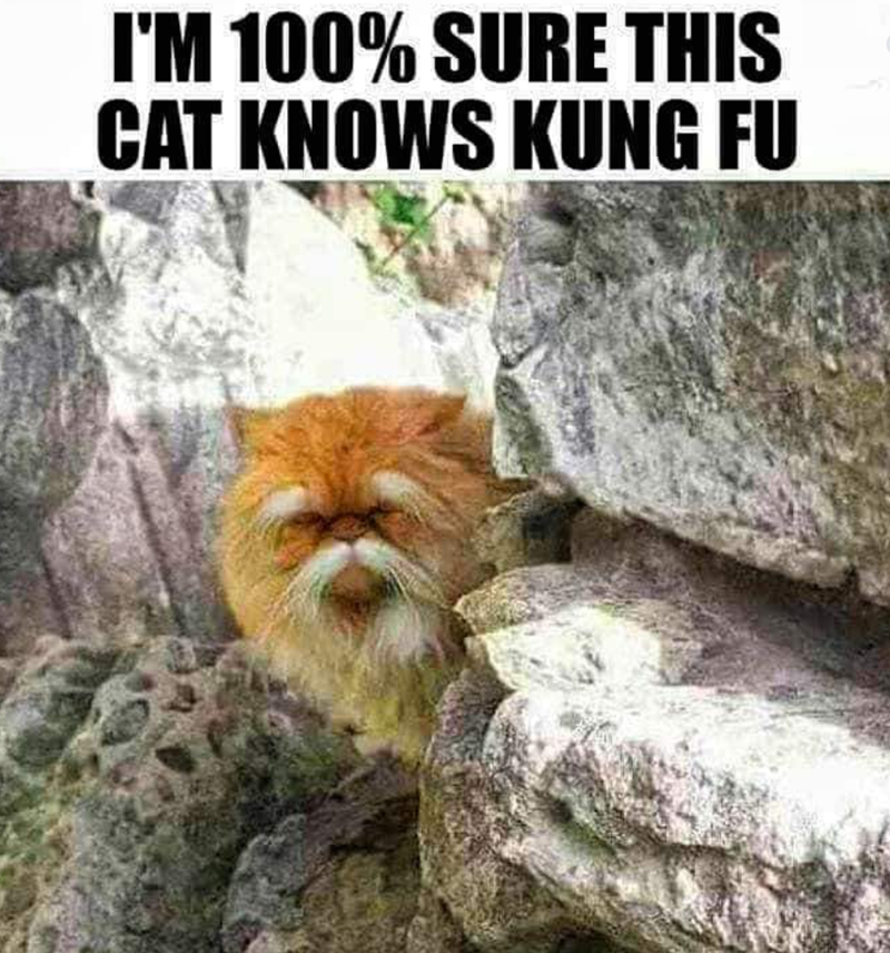 I'M 100% SURE THIS CAT KNOWS KUNG FU