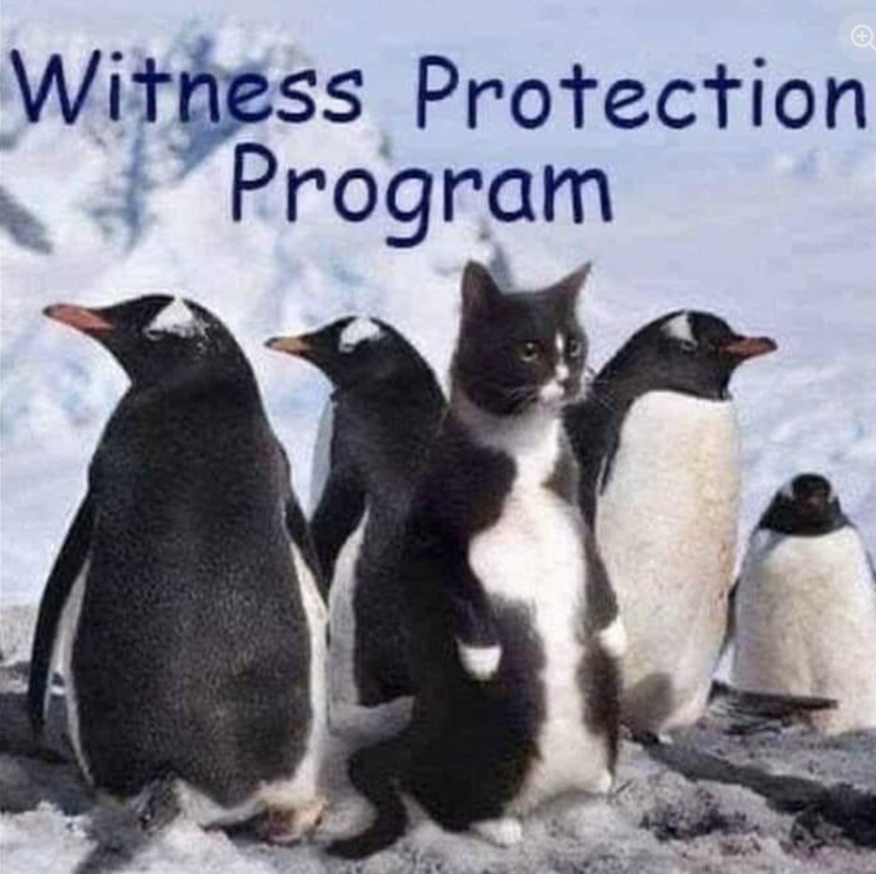 + Witness Protection Program