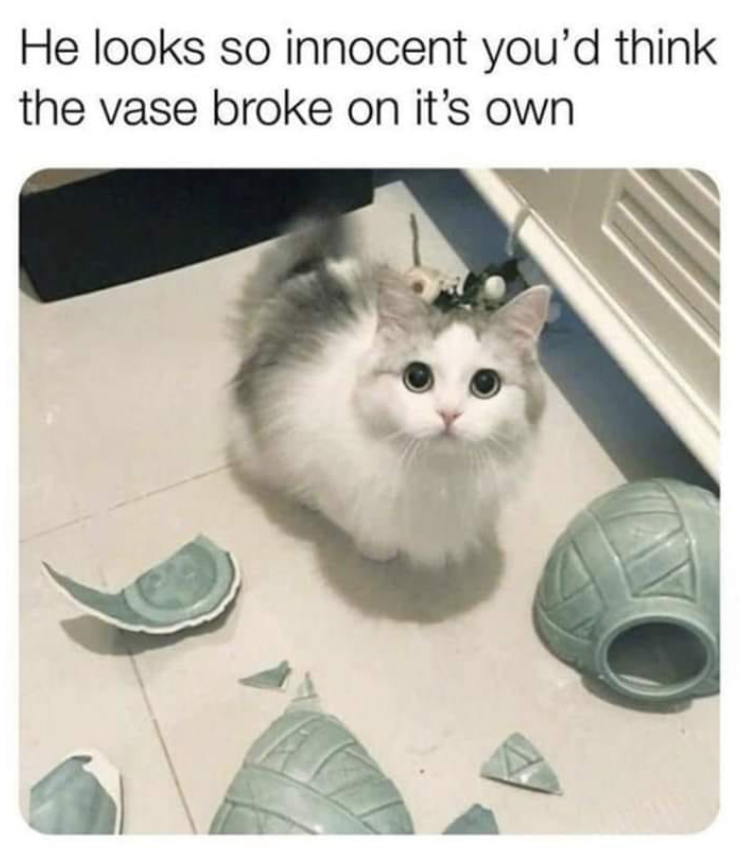 He looks so innocent you'd think the vase broke on it's own.