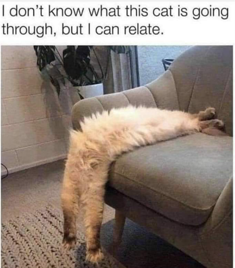 I don't know what this cat is going through, but I can relate.