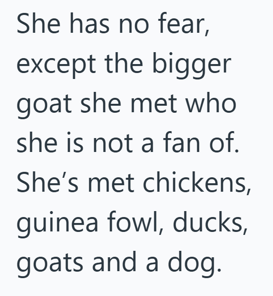 She has no fear, except the bigger goat she met who she is not a fan of. She's met chickens, guinea fowl, ducks, goats and a dog.