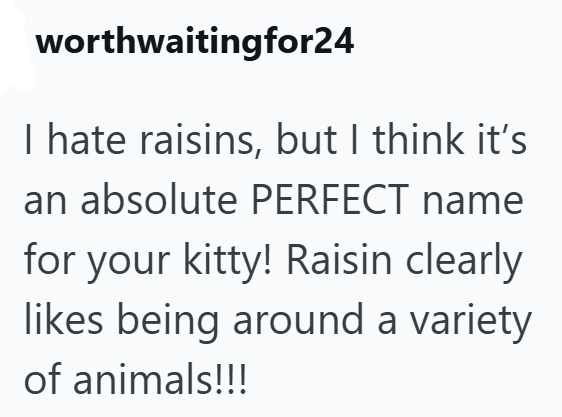 worthwaitingfor24 I hate raisins, but I think it's an absolute PERFECT name for your kitty! Raisin clearly likes being around a variety of animals!!!