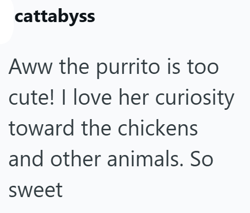 cattabyss Aww the purrito is too cute! I love her curiosity toward the chickens and other animals. So sweet